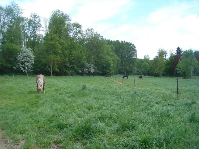 Des chevaux au pré, bordé d'arbres, à la Ferme des Bergeries de Villethierry